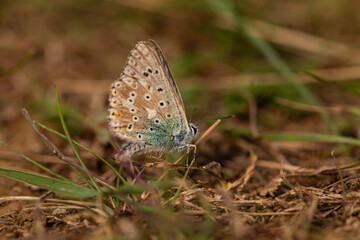 Macro close-up of Common Blue butterfly (Polyommatus icarus) resting on dry grass and soil in meadow habitat, detailed wing patterns with orange spots and shallow depth of field natural background