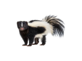 A playful skunk with distinctive markings and a curious expression

