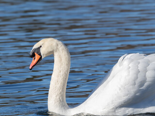 横顔コブハクチョウ