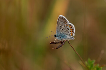 Macro close-up of a Common Blue Butterfly (Polyommatus icarus) with gray-blue wings and orange spots resting on a dry grass stem in summer meadow habitat, shallow depth of field, Europe