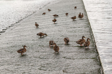 Group of female mallard ducks (Anas platyrhynchos) resting and foraging on a concrete river weir with flowing water texture, overcast light, late summer habitat, wide angle shot with copy space