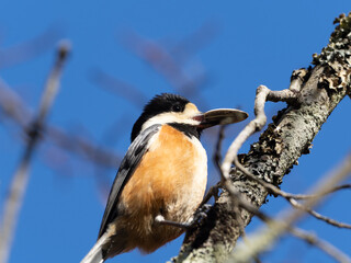 食べ物咥えるヤマガラ
