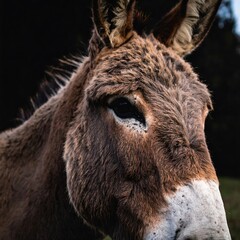 Fototapeta premium Close-up of a donkey's head