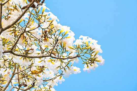 Tabebuya or Tabebuia (Handroanthus chrysotrichus) flowers with Clear blue sky on the background. trumpet. white. Tree. Family Bignoniaceae.