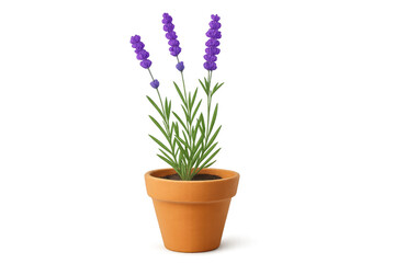 image.pnBlooming lavender plant growing in terracotta pot with transparent background