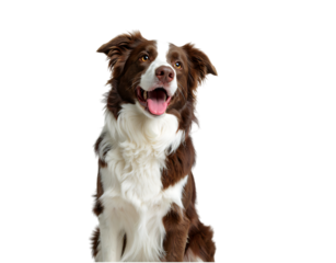 Happy border collie dog portrait isolated on transparent background