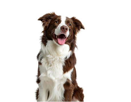 Happy border collie dog portrait isolated on transparent background