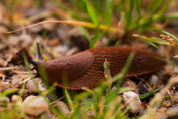 Brown Spanish slug (Arion vulgaris) crawling over pebbles and grass in a damp garden, macro close-up with shallow depth of field and natural bokeh, summer wildlife pest, ground level detail shot