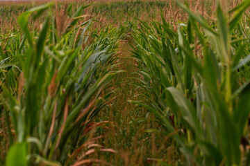 Fototapeta premium Close-up perspective view of green cornfield rows (Zea mays) with tall leaves and tassels, summer season farmland agriculture scene in Europe, shallow depth of field outdoor crop photography