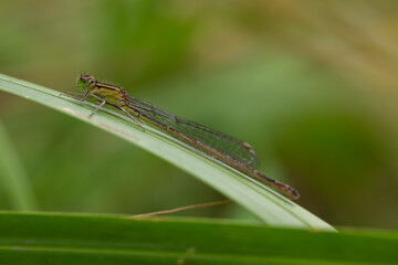 Macro close-up of green damselfly Ischnura elegans (blue-tailed damselfly) resting on grass blade with translucent veined wings and bright green eyes; shallow depth of field, soft bokeh, pond margin m