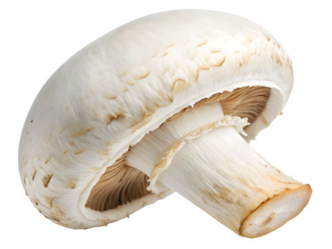 Single white button mushroom isolated on black background