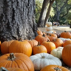 Autumn day filled with pumpkins