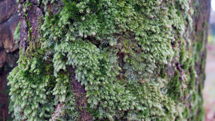 Lush Green Moss on Pine Tree Trunk