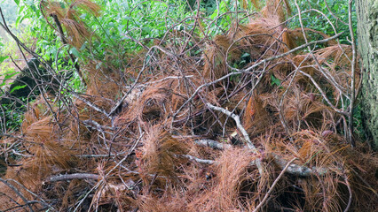 Dry Pine Needles and Branches in Forest