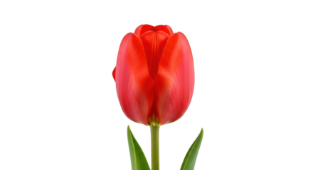 A vibrant red tulip stands tall against a stark black background highlighting its delicate petals and green stem perfect for spring floral arrangements and garden inspiration