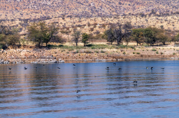 Groupe de cormorans en vol au ras des flots d'un lac