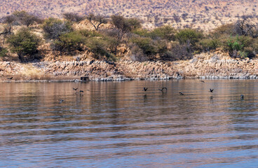 Groupe de cormorans en vol au ras des flots d'un lac