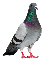 Pigeon isolated on transparent background
