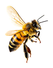 Honey bee flying isolated on transparent background