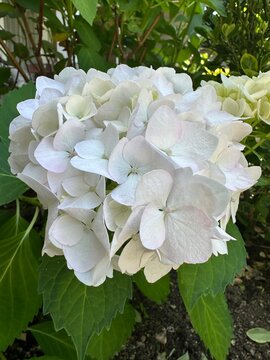White Hydrangea