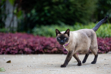 Cute pregnant siamese cat walking outside in the garden with collar concept