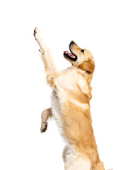Golden retriever dog jumping up isolated on transparent background
