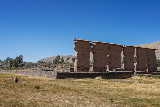 The ancient Inca archaeological site Raqchi. Ruins of a temple with Ashlar masonry andesite base and adobe walls. A sheep is grazing on the dry, yellowed grass in the meadow. Clear blue sky.Peru.Cusco