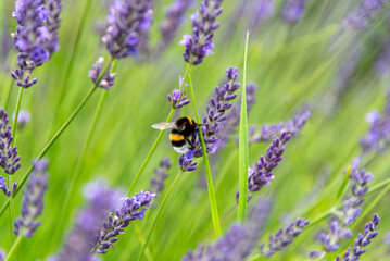 A bumblebee (genus Bombus) perched on a purple lavender flower (Lavandula), with its delicate petals highlighted by sunlight. 
