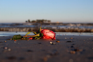 Rosa vermelha na areia, oferenda em ritual religioso com fundo do mar e pequena ilha em desfoque