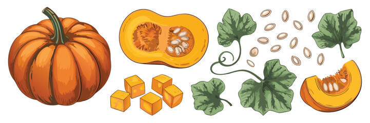 Illustrated Still Life Featuring a Whole Pumpkin, Sliced Pumpkin, Pumpkin Cubes, Seeds, and Green Leaves