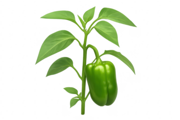 Green bell pepper growing on plant with transparent background