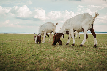 goat grazing grass on field near river