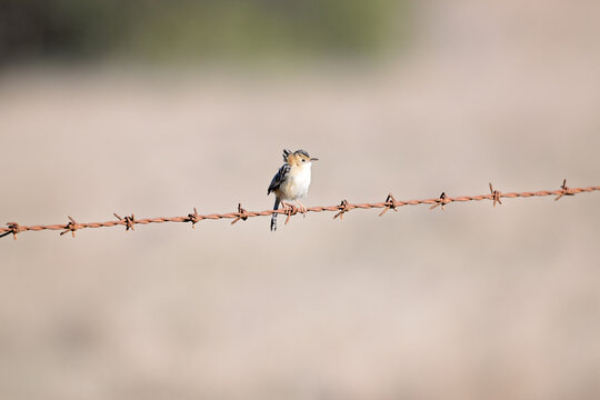 golden headed cisticola exilis, single bird on barbed wire fence, country rural wildlife, Australia