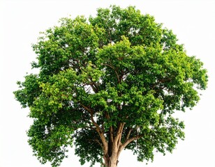 Obraz premium Majestic Green Canopy Tree with Broad Crown and Sturdy Trunk