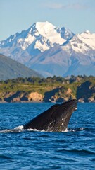 Humpback whale surfacing, snow-capped mountains in background