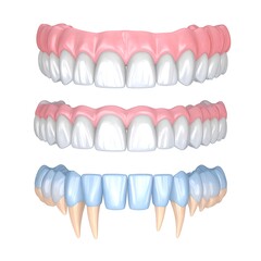 Fototapeta premium Dental Anatomy Three Sets of Teeth