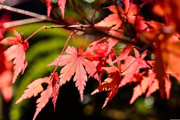 秋の紅葉