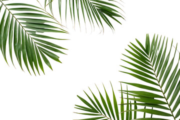 Leafy green palm tree with a white background
