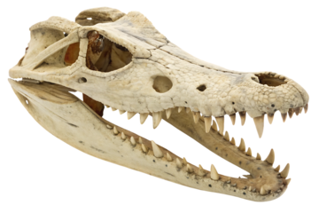 Skull of a crocodile