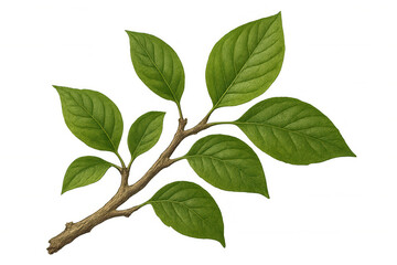 Realistic green leafy branch illustration, transparent background, botanical graphic design element with crisp foliage details