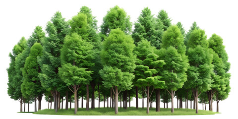 Fototapeta premium Lush Green Forest Nature's Canopy of Trees