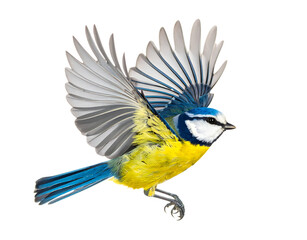 Blue tit bird flying isolated on transparent background