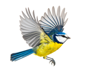 Blue tit bird flying isolated on transparent background