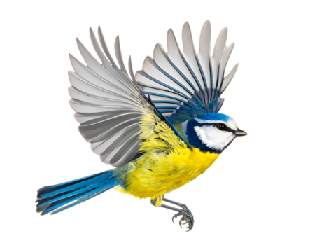 Blue tit bird flying isolated on transparent background
