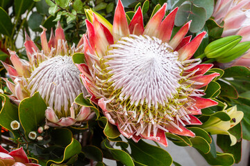 king protea flowers in an arrangement