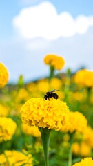 Obraz premium Bee on a marigold