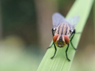 A fly perched on a vibrant green blade of grass