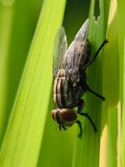 A fly resting on a vibrant green blade of grass