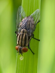 A fly resting on a blade of green grass close up