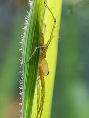 Spider clinging to a blade of grass in sunlight